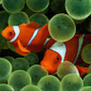 Meet your Posher, Francis